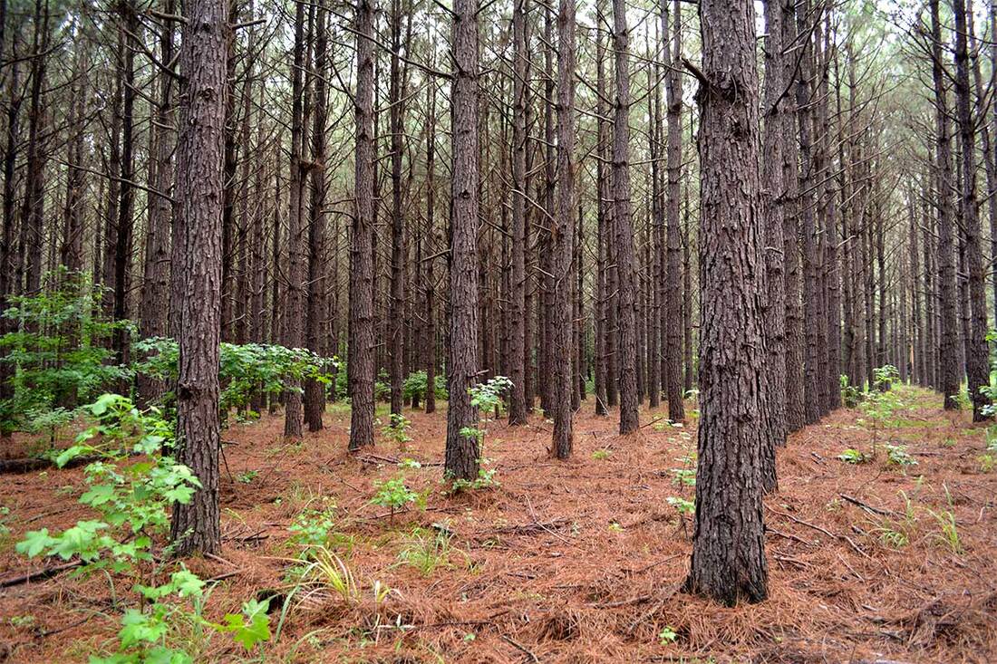 Arkansas Pine Trees